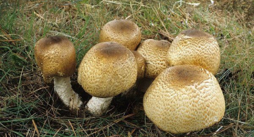 Charakteristika houby srpen a její sběr